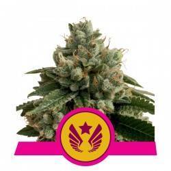 LEGENDARY OG PUNCH  · Royal Queen Seeds · cannabis seeds · Fem