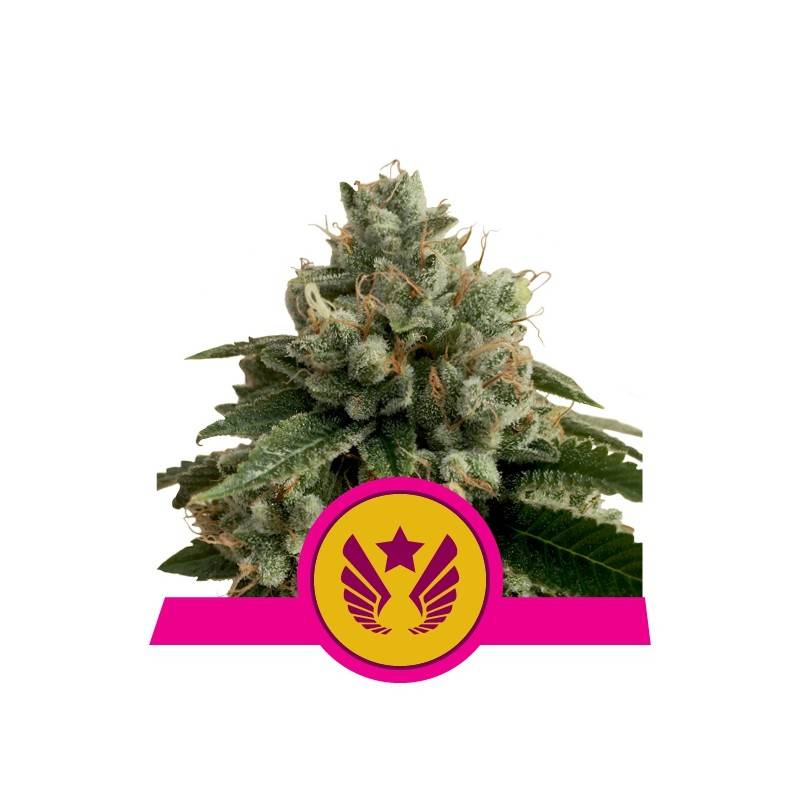 LEGENDARY OG PUNCH · Royal Queen Seeds · cannabis seeds · Fem
