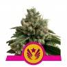 LEGENDARY OG PUNCH  · Royal Queen Seeds · cannabis seeds · Fem