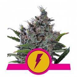 NORTH THUNDERFUCK  · Royal Queen Seeds · kenevir tohum · · Disi · Fem