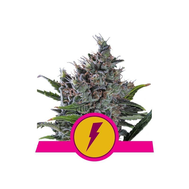 NORTH THUNDERFUCK  · Royal Queen Seeds · kenevir tohum · · Disi · Fem
