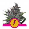 NORTH THUNDERFUCK  · Royal Queen Seeds · cannabis seeds · Fem