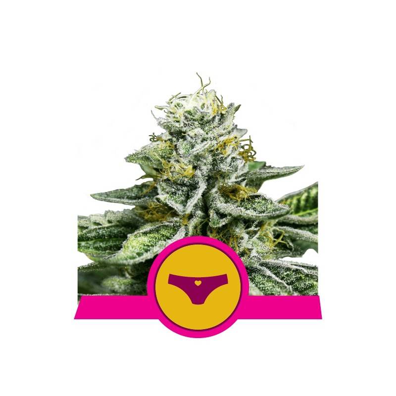 SHERBET QUEEN · Royal Queen Seeds · kenevir tohum · Disi · Fem