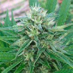 PANAMA X BANGI HAZE · Ace...
