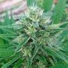PANAMA X BANGI HAZE · Ace Seeds · kenevir tohum · Disi  · Fem