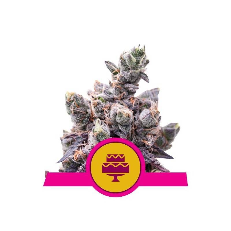 WEDDING GELATO · Royal Queen Seeds · kenevir tohum · Disi · Fem