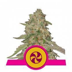 SWEET ZZ · Royal Queen Seeds · kenevir tohum · Disi · Fem