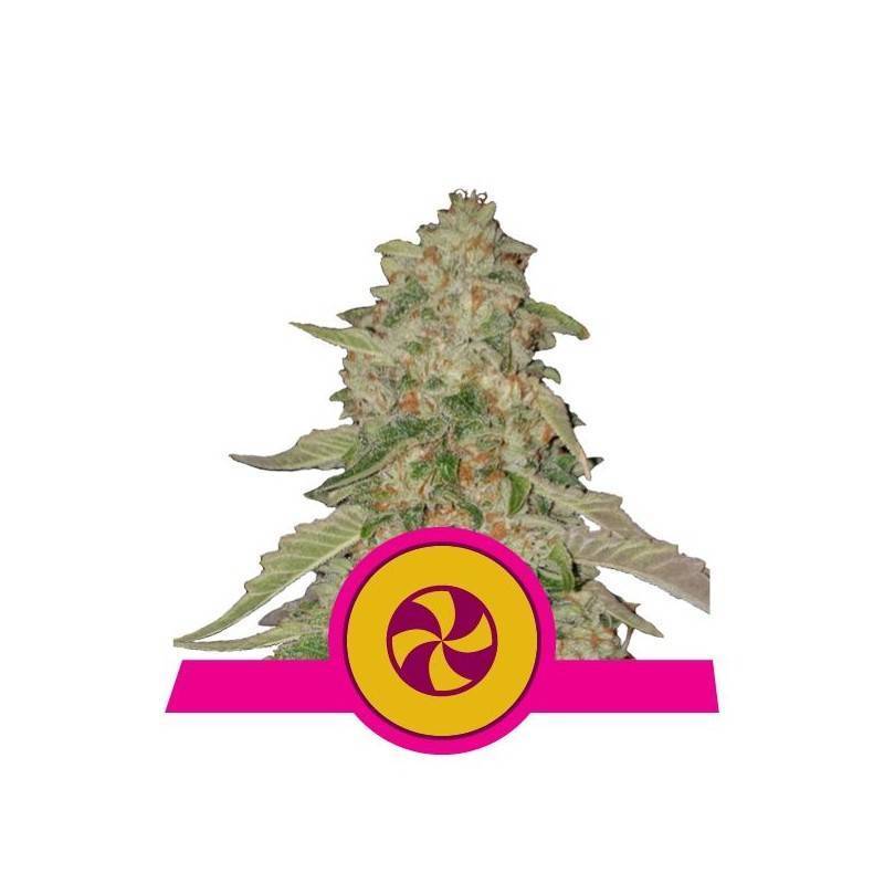 SWEET ZZ · Royal Queen Seeds · kenevir tohum · Disi · Fem