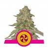 SWEET ZZ · Royal Queen Seeds · kenevir tohum · Disi · Fem