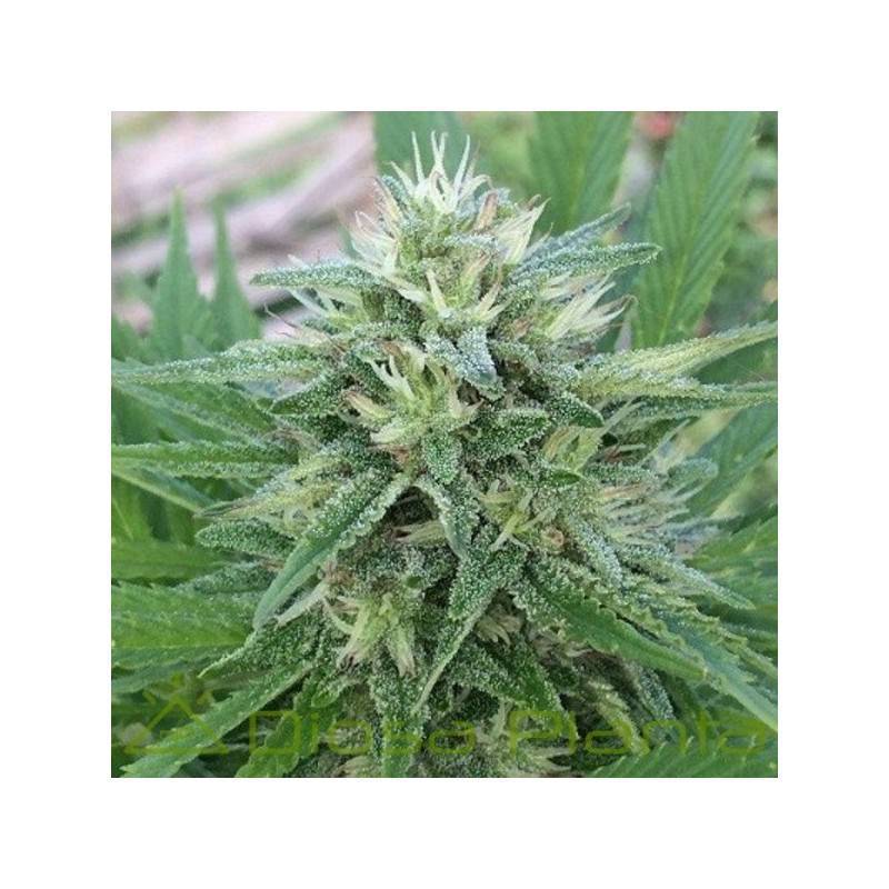 PANAMA X MALAWI · Ace Seeds · kenevir tohum · Disi  · Fem