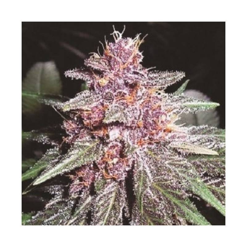 VIOLETA · Ace Seeds · kenevir tohum · Disi  · Fem