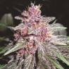 VIOLETA · Ace Seeds · kenevir tohum · Disi  · Fem
