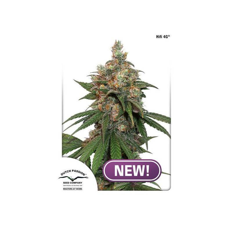 HIFI 4G · Dutch Passion · kenevir tohum · Disi · Fem