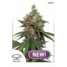 HIFI 4G · Dutch Passion · cannabis seeds · Fem