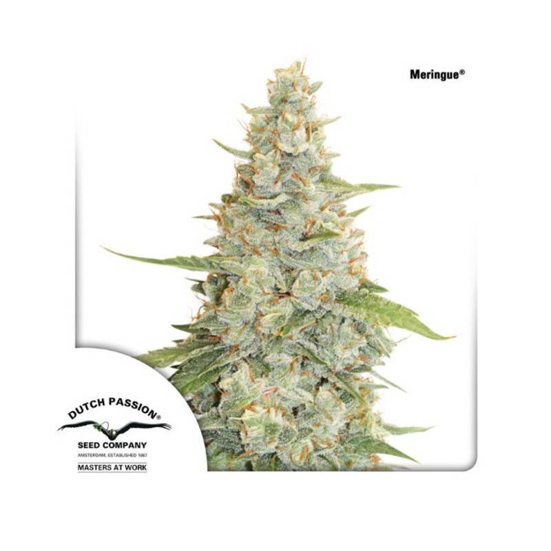 MERINGUE · Dutch Passion · kenevir tohum · Disi · Fem