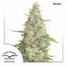 MERINGUE · Dutch Passion · cannabis seeds · Fem