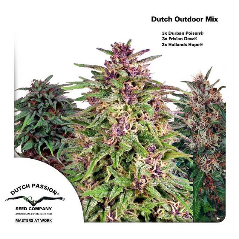 DUTCH OUTDOOR MIX ·  Dutch Passion · kenevir tohum - disi  · Fem
