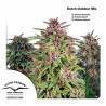 DUTCH OUTDOOR MIX ·  Dutch Passion · kenevir tohum - disi  · Fem