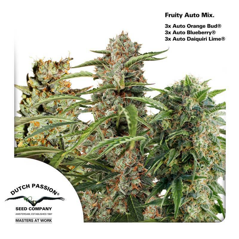 FRUITY AUTOFLOWER MIX · Dutch Passion · cannabis seeds · Auto Fem