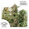 HIGH POTENCY AUTO MIX · Dutch Passion · cannabis seeds · Auto Fem