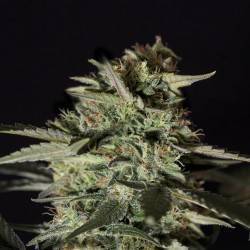 MEDIZINAL CBD · Genehtik ·...