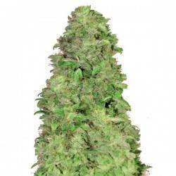 CBD Auto 20:1 · FastBuds Seeds · cannabis seeds · AutoFem