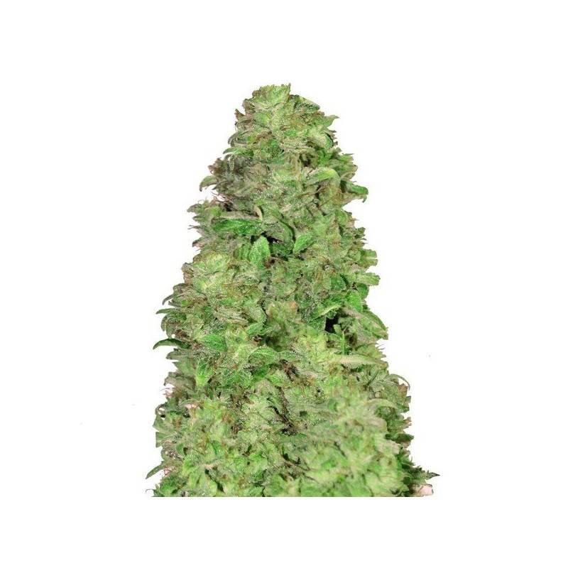 CBD Auto 20:1 · FastBuds Seeds · cannabis seeds · AutoFem