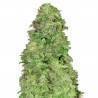 CBD Auto 20:1 · FastBuds Seeds · cannabis seeds · AutoFem