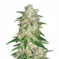 Gelato Auto · FastBuds Seeds · kenevir tohum · Disi · AutoFem