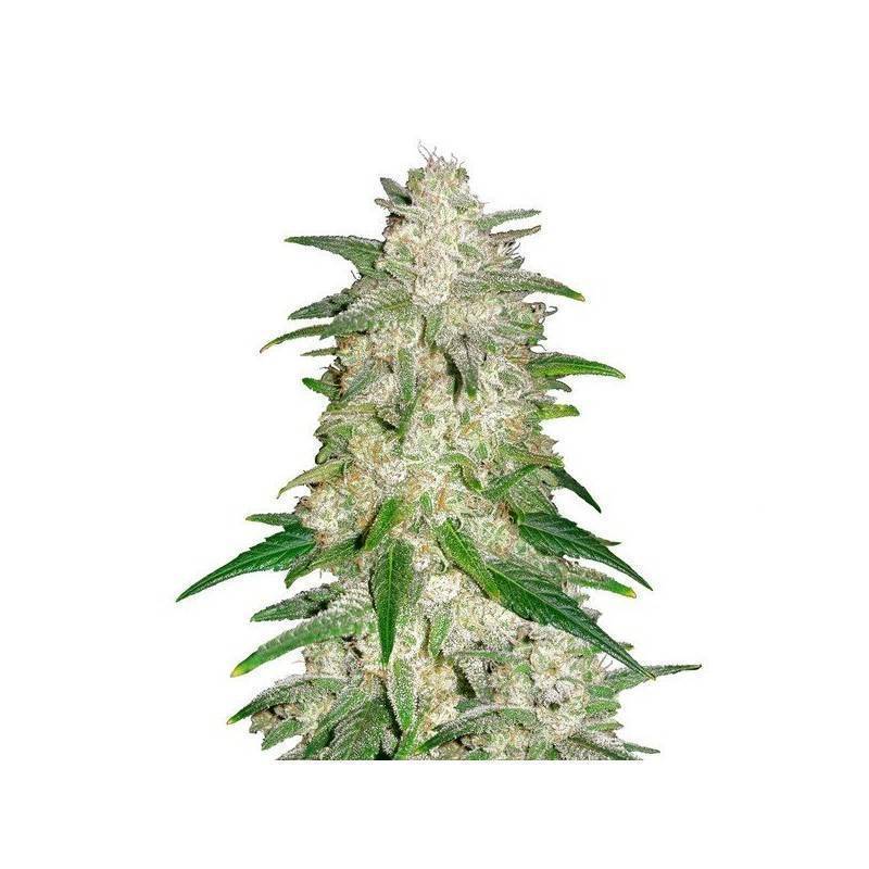 Gelato Auto · FastBuds Seeds · kenevir tohum · Disi · AutoFem