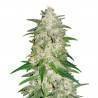 Gelato Auto · FastBuds Seeds · cannabis seeds · AutoFem