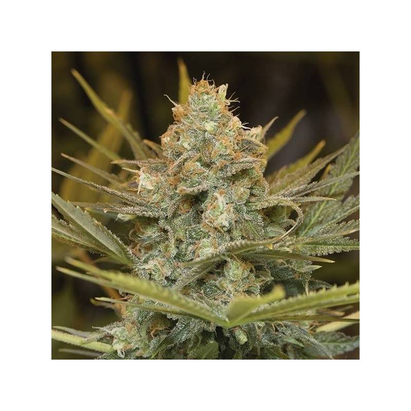 THREE BLUE KINGS · Humboldt Seeds Organization · cannabis seeds · Fem