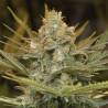 THREE BLUE KINGS · Humboldt Seeds Organization · cannabis seeds · Fem