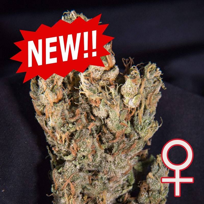 LEMON SPUTNIK AUTO · K.C.Brains Seeds · cannabis seeds · AutoFem