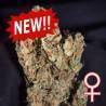 LEMON SPUTNIK AUTO · K.C.Brains Seeds · cannabis seeds · AutoFem