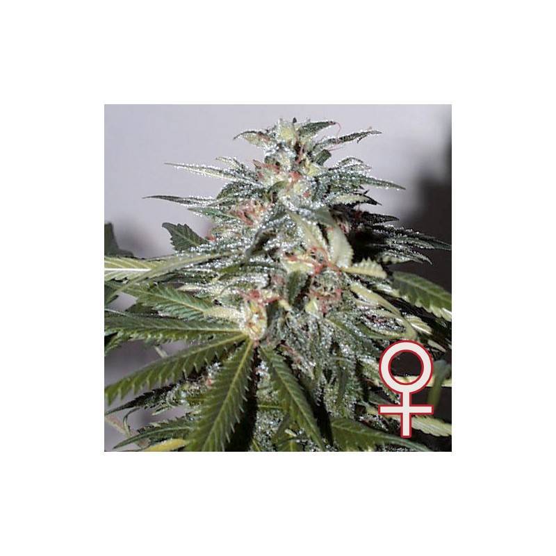 copy of K.C. 51 AUTO · K.C.Brains Seeds · cannabis seeds · AutoFem