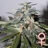 copy of K.C. 51 AUTO · K.C.Brains Seeds · cannabis seeds · AutoFem