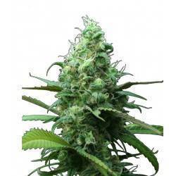 FAR OUT - 3 · Mandala Seeds...