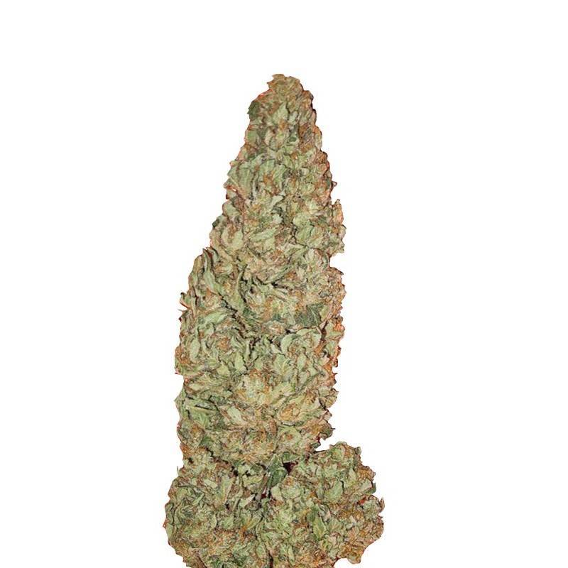 HUBBLE BUBBLE · Mandala Seeds · kenevir tohum - disi -Fem