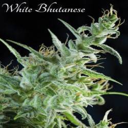 White Bhutanes - 3 ·...