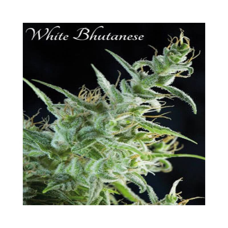 White Bhutanes - 3 · Mandala Seeds · kenevir tohum - disi -Feminised