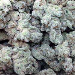 WHITE MAGIC · Mandala Seeds...