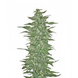RISHI KUSH · Mandala Seeds...