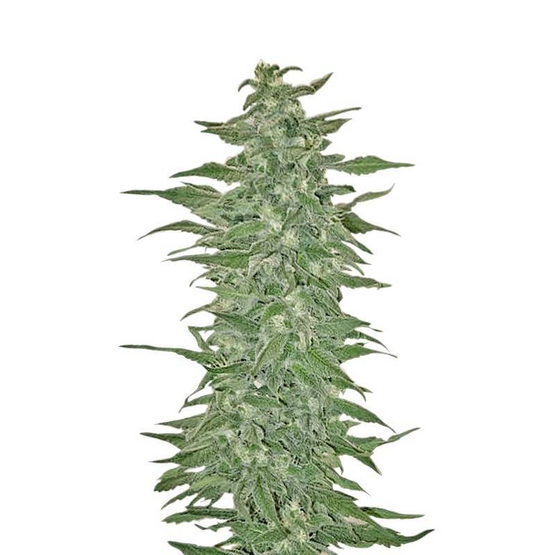 RISHI KUSH · Mandala Seeds · cannabis seeds · Reg