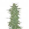 RISHI KUSH · Mandala Seeds · kenevir tohum · Reg
