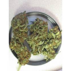 GANESH · Mandala Seeds ·...