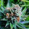 BLUE DREAM · Nirvana Seeds · kenevir tohum · Fem