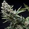 AUTO NEW YORK CITY · Pyramid Seeds · kenevir tohum · AutoFem