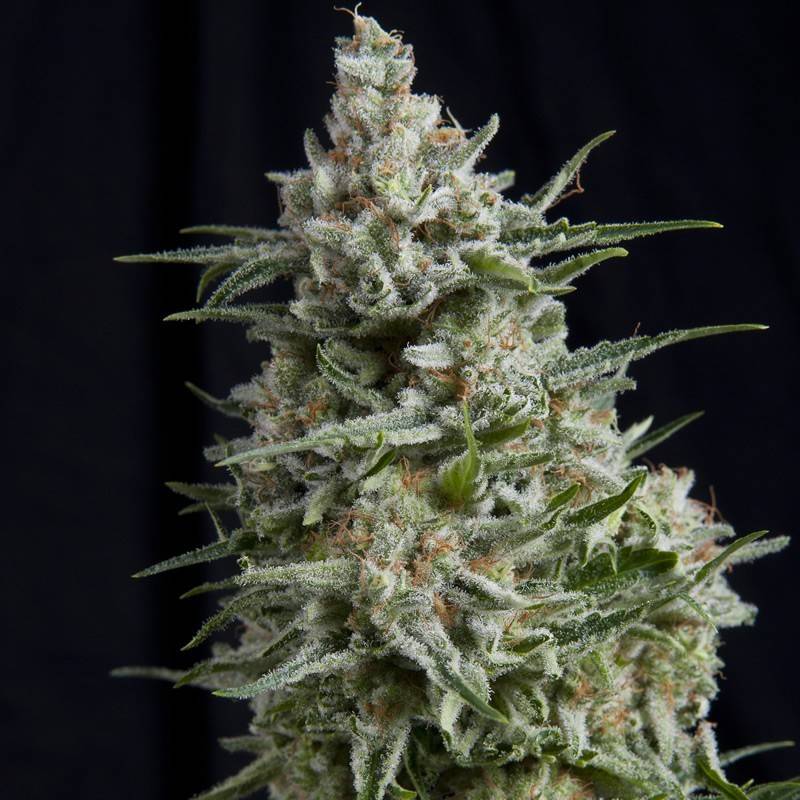 ANESTHESIA · Pyramid Seeds · cannabis seeds · Fem