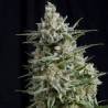 ANESTHESIA · Pyramid Seeds · cannabis seeds · Fem